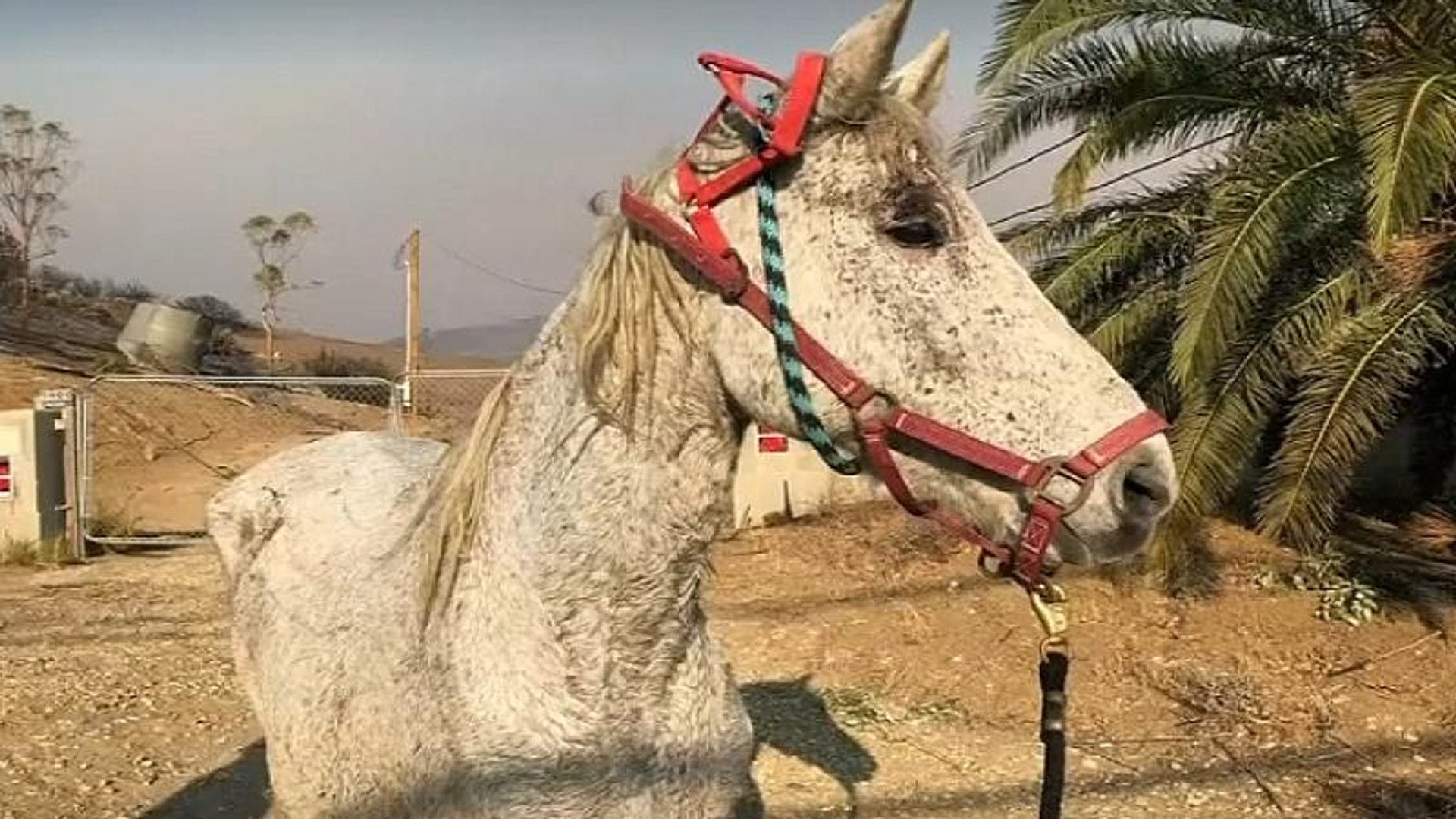 ⁣Thousands of animals rescued from California wildfires