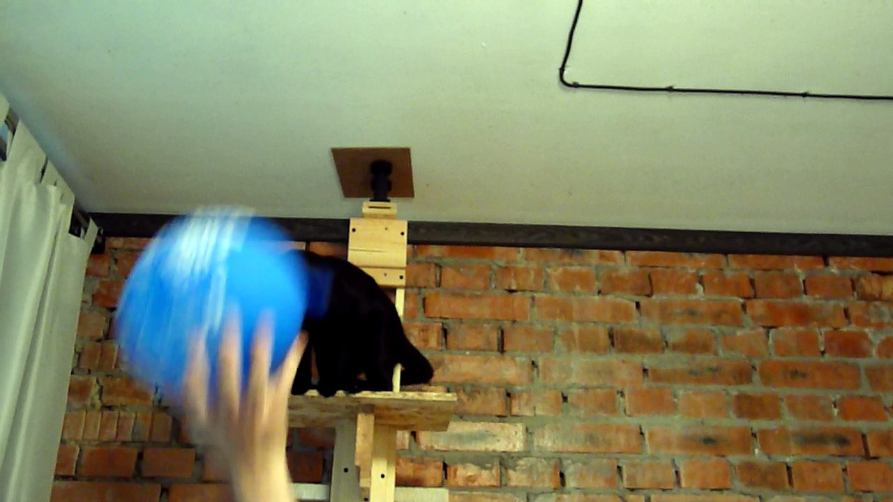 Cat Plays with Balloon