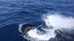 Un grand requin blanc chasse une pauvre otarie sous les yeux des touristes