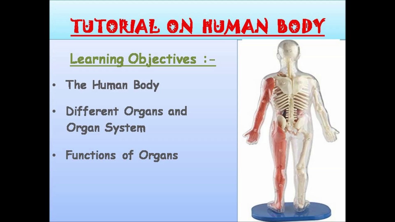 EVS - Our  Body Explained Hindi