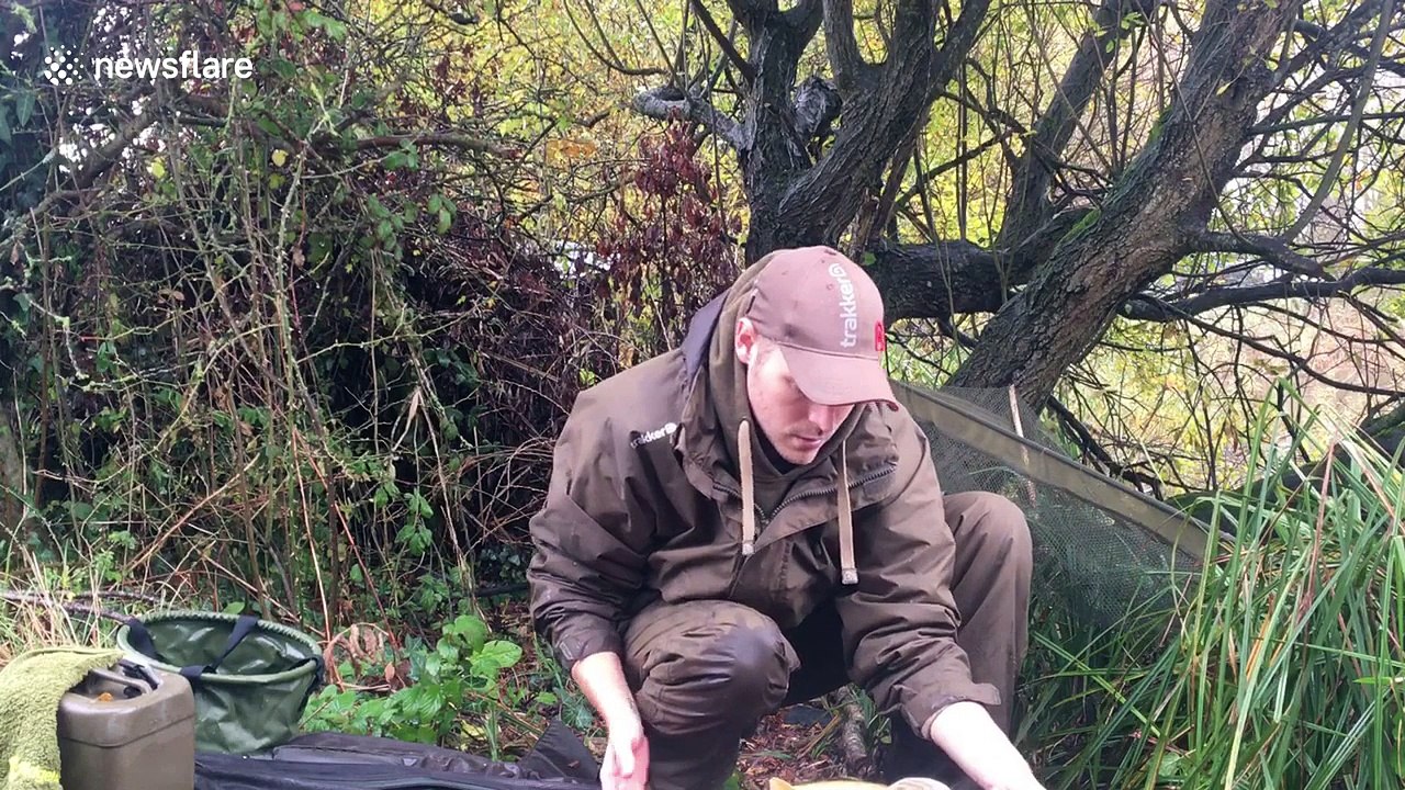 Freshly caught carp makes a break for it