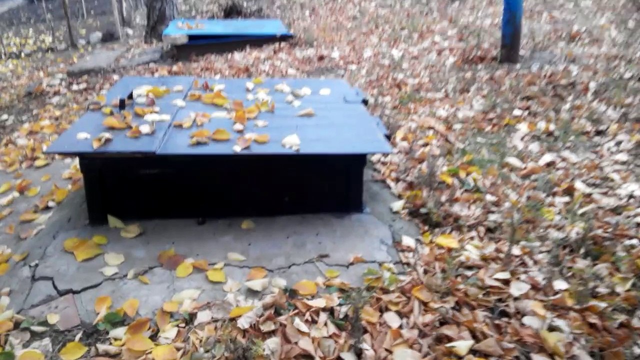 Un chaton affamé me fuit. Chat sur l'arbre. Chat qui ne veut pas manger [La vie de chat dans la rue].