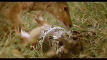 Animals : Mother Deer Vs Anaconda,الحيوانات: الأم الغزلان مقابل اناكوندا | 2018