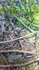 mondo animale EP 246