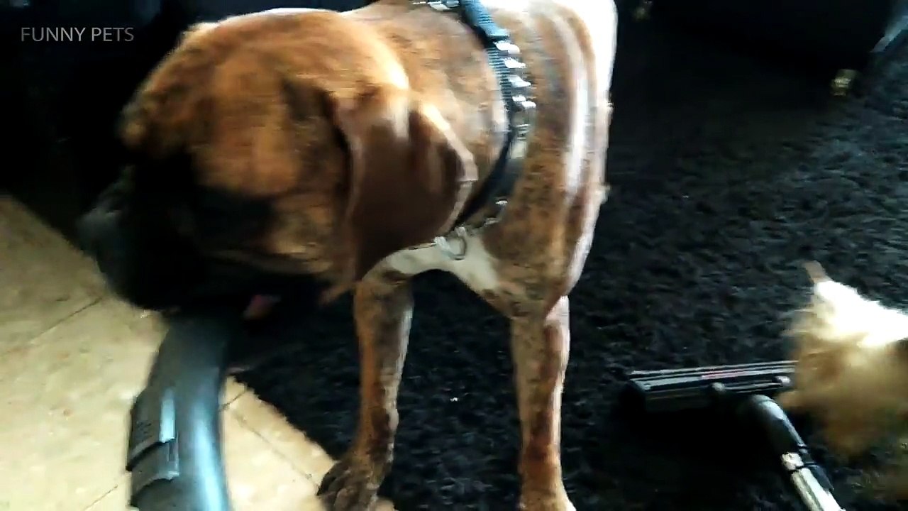Dogs Vs Vacuum  Funny Dog's Reactions to Vacuum