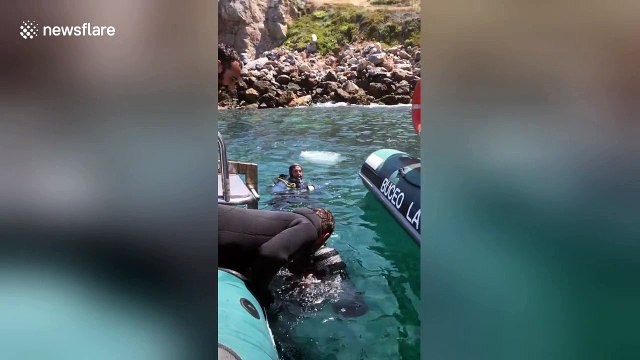 Diver makes clingy friend as octopus sticks to diver