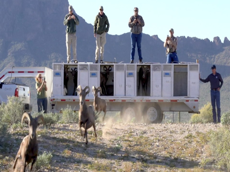 BIGHORN SHEEP! 30 animals returned to historical habitat in Tucson - ABC15 Digital
