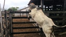 Bull Clears Fence in Amazing Jump