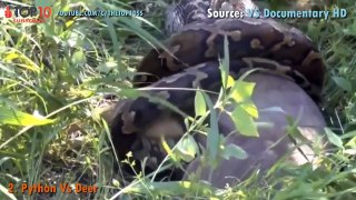 PYTHON ATTACKS - Python vs Crocodile, Lion, Tiger, Cobra, Monkey, Man...