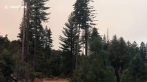 Footage shows air tanker dropping long stream of retardant to fight Camp Fire