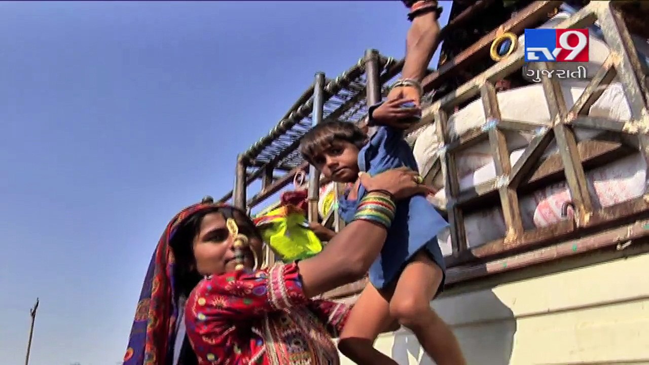 Gujarat:  Cattle breeders migrating From place to place, struggling hard to save cattles- Tv9