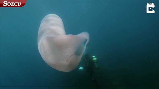Yeni Zelanda'da esrarengiz canlı