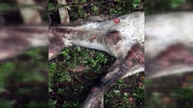 Yaralı ata zabıta ekipleri sahip çıktı