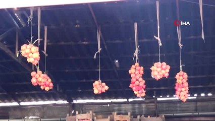 Bu Nar Sadece Siirt'te Yetişiyor.