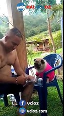 Đây là một trong những lý do đại gia này nuôi chó mặt xệ