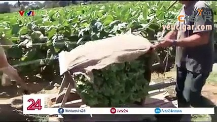 Có phải Cigar Cuba ngon vì được quấn trên đùi các trinh nữ