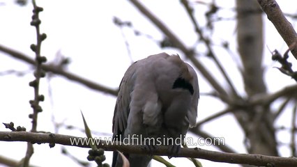 Collared or Ring Dove in Delhi