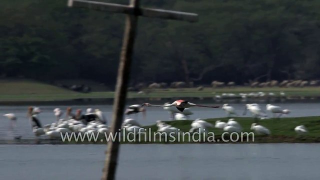 Flight of a Greater Flamingo in slow motion over Thol lake
