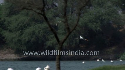 Flight of a Painted Stork in slow motion