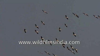 Flock of Great White Pelicans soaring