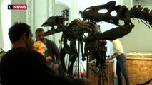 Deux squelettes dinosaures rivaux vendus à Paris
