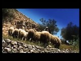 LIFE OF THE SHEPHERD - Yeshua is the Good Shepherd