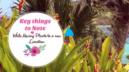 How to Relocate Houseplants Safely