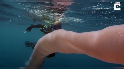 Yeni Zelanda'da 8 metrelik gizemli deniz canlısı tespit edildi