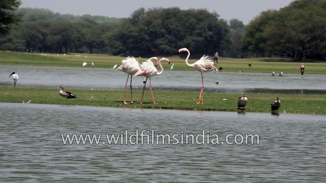 Greater Flamingos aggressive behaviour