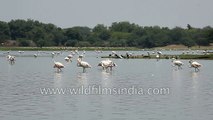 Greater Flamingos in Thol lake