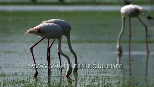 Greater Flamingos searching food in Thol lake