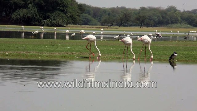 Greater Flamingos with Nukta or Comb Ducks waddling alongside in Gujarat