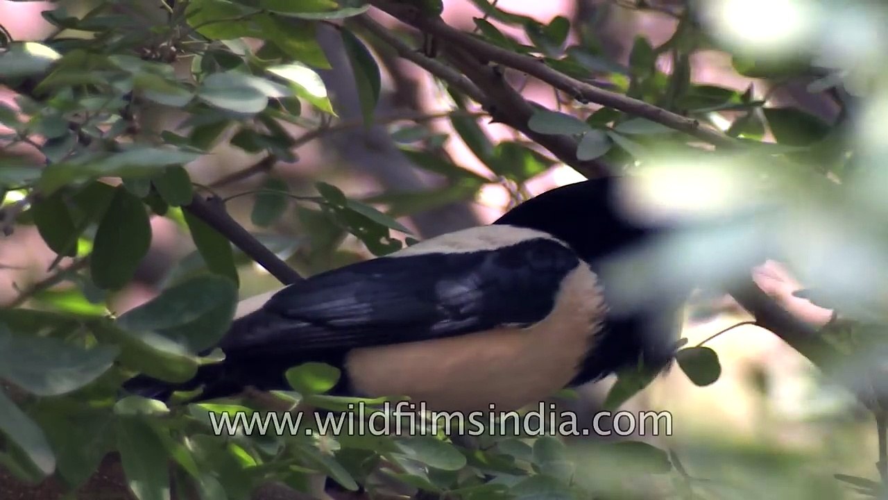 Rosy Starling or Rosy Pastors just gave Delhi a visit