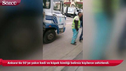 下载视频: Ankara’da 50’ye yakın kedi ve köpek kimliği belirsiz kişilerce zehirlendi.