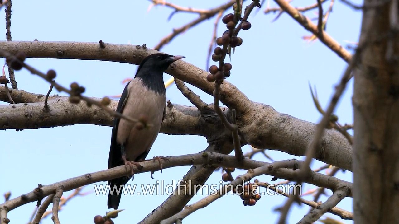 Rosy Starlings or Rosy Pastors pass through Delhi on spring passage