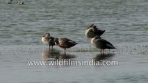 Spot-billed Ducks in Thol lake