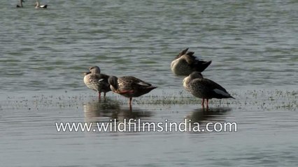 Spot-billed Ducks in Thol lake