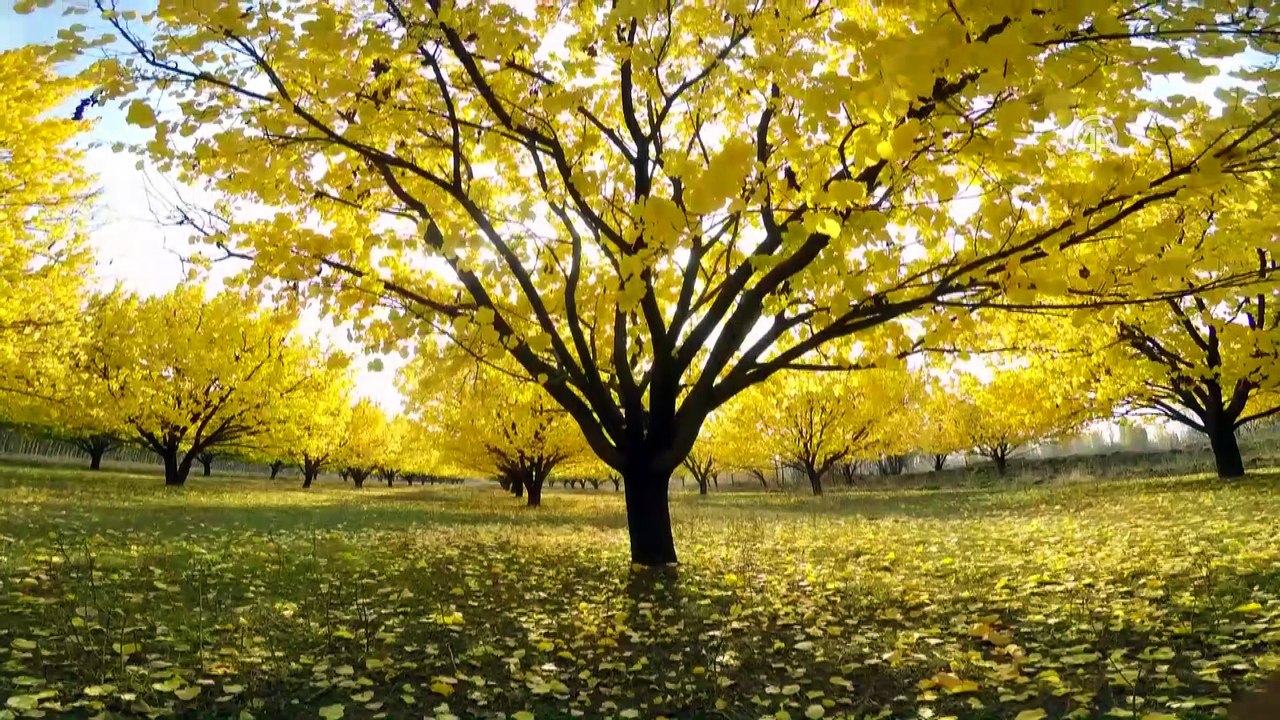 Iğdır'da kayısı bahçelerinde sonbahar