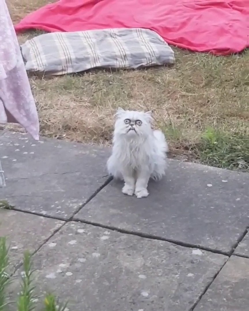 Regardez Un Peu La Tete Du Chat Bizarre Video Dailymotion