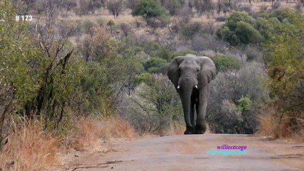 Scary Encounter of An Elephant Walking Towards Me On a narrow Road