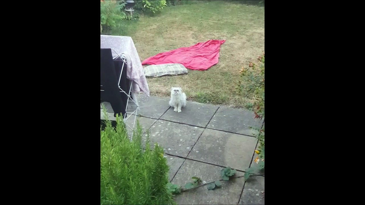 Ce chat persan Chinchilla a une tête qui fait hurler de rire les internautes