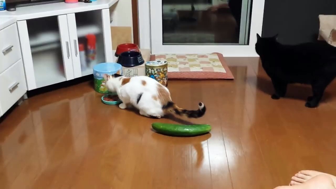 TRY NOT TO LAUGH: Cat vs Cucumber Compilation - CuteVN