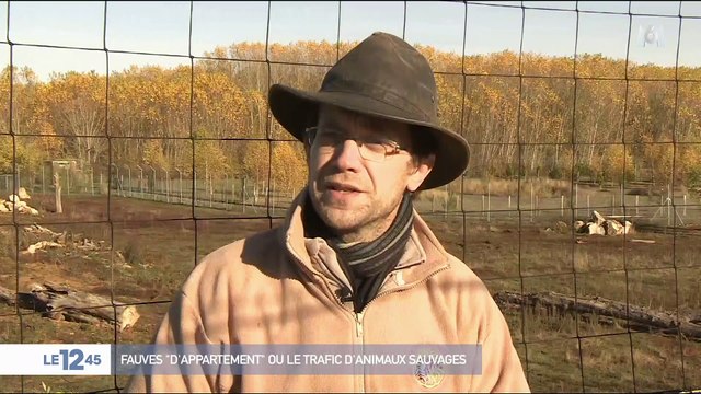 Fauves d'appartement ou le trafic d'animaux sauvages