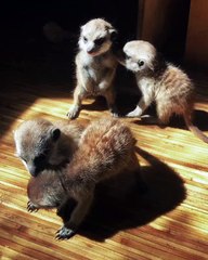 Meerkat Pups at Play