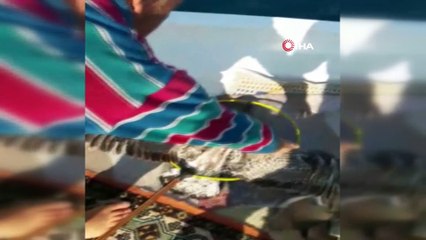 Talihsiz martı ava giderken av oldu