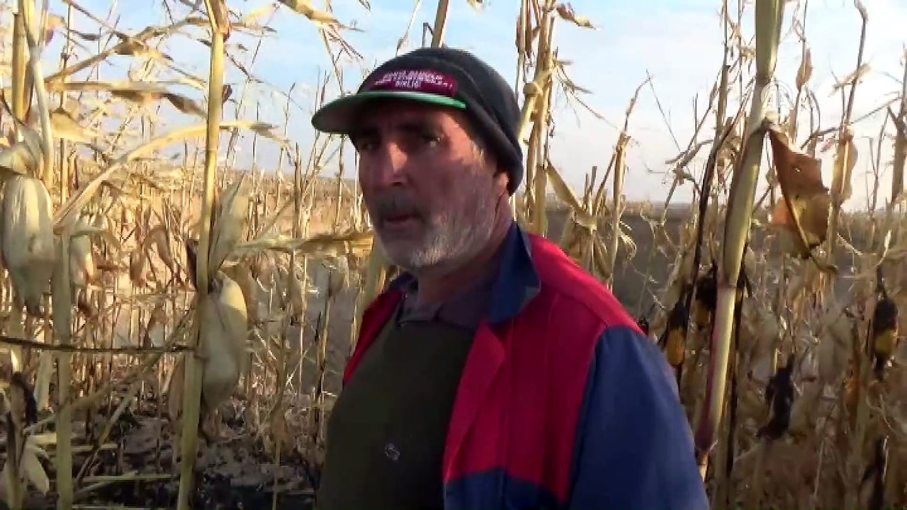 Mısır hasatı bitince dev obruk ortaya çıktı - KONYA