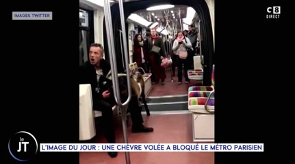 Paris : il vole des chèvres et les emmène dans le métro - ZAPPING ACTU DU 14/11/2018