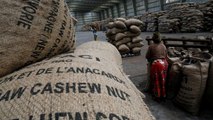 Tanzania farmers believe govt cashew payment after army collection