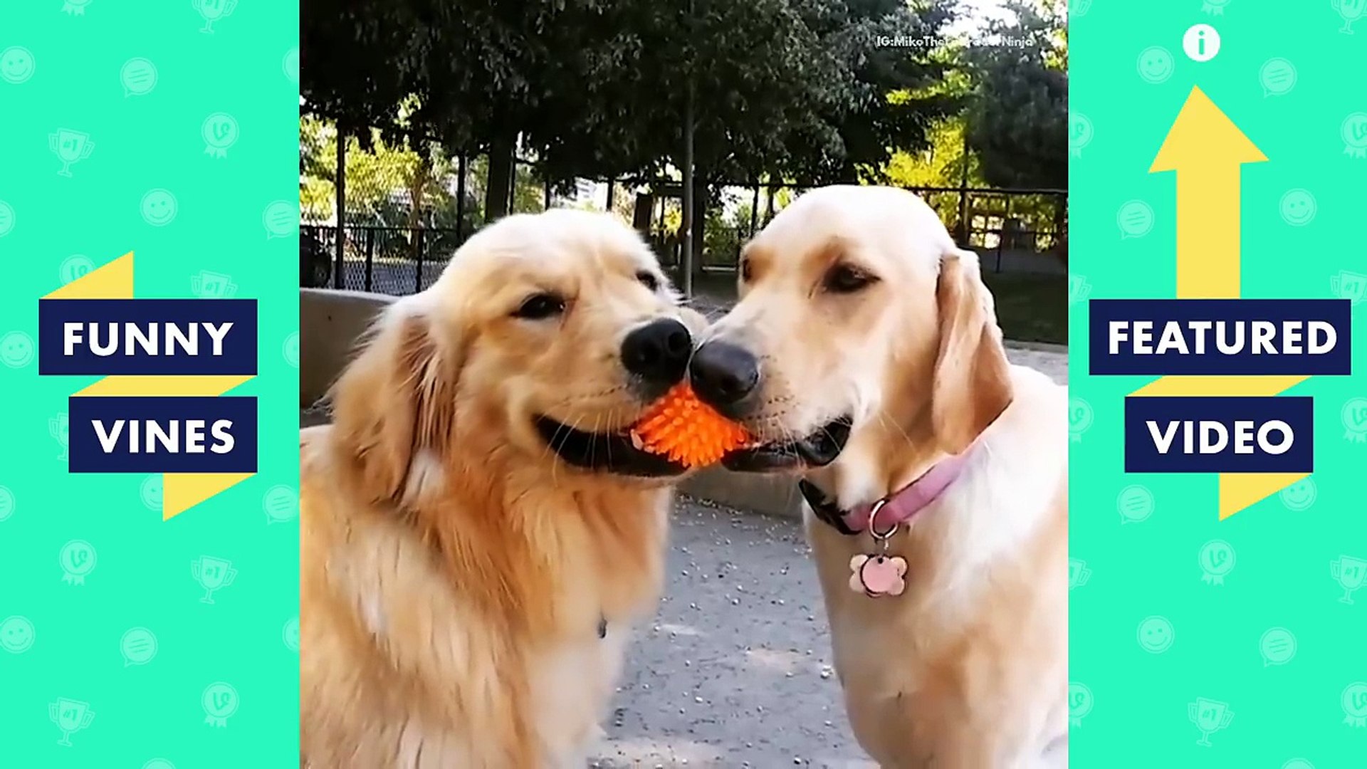 ⁣Funny Pets & Animals - Funny Videos