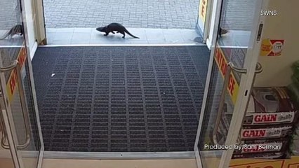 Otterly Out of Place! Otter Strolls into Supermarket in Ireland
